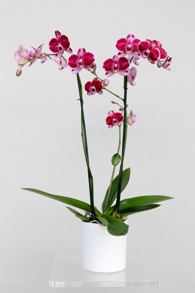 Orquídea Bach Bemol - OrkesTree