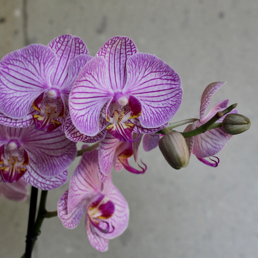 El amor propio reflejado en las orquídeas 💘🌱