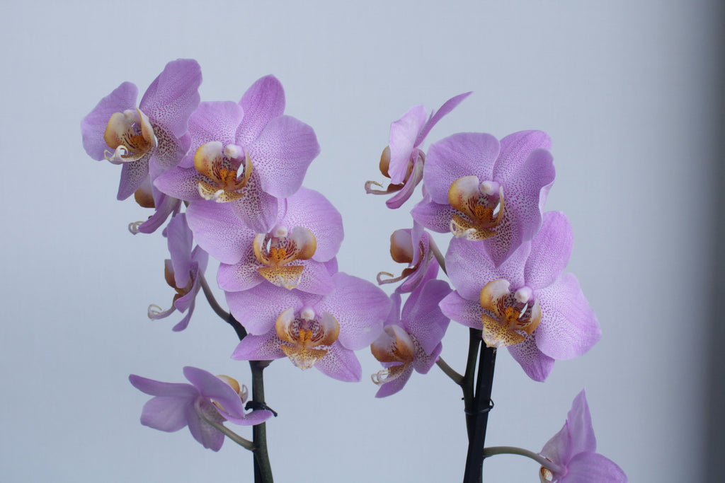 La pregunta del millón: ¿las orquídeas son fáciles de cuidar?