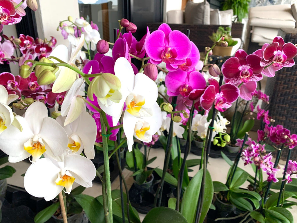Hablemos un poco sobre las orquídeas….