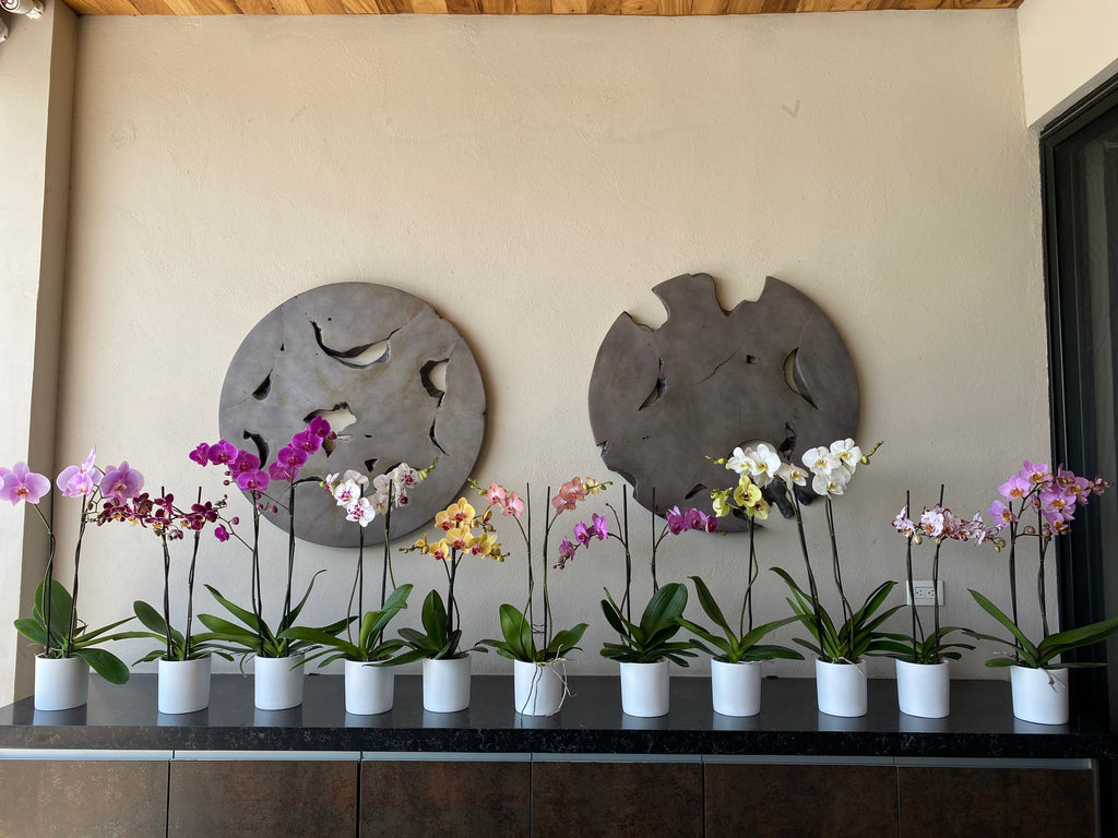 ORQUÍDEAS NATURALES