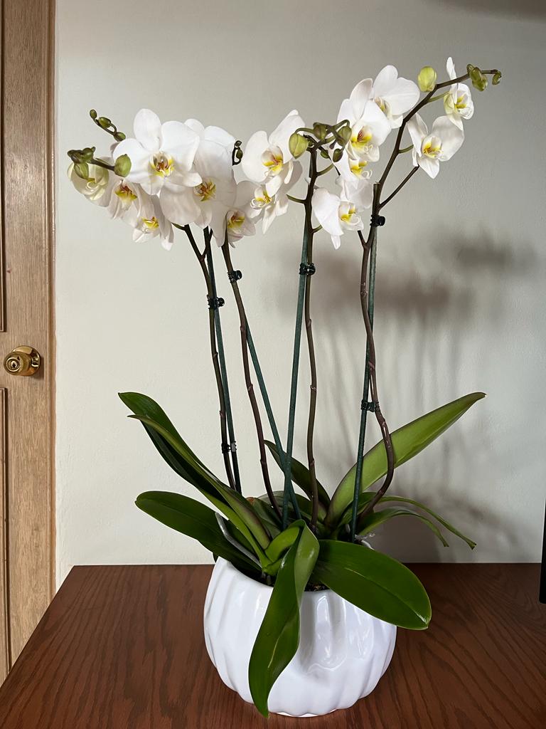 Arreglo de Orquídeas naturales – Orkés Trëe
